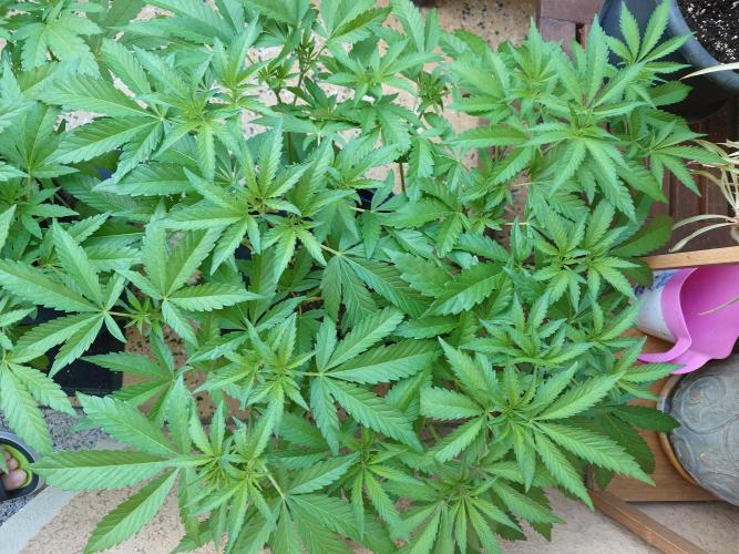 Radical Juice - Out and In. Week 9