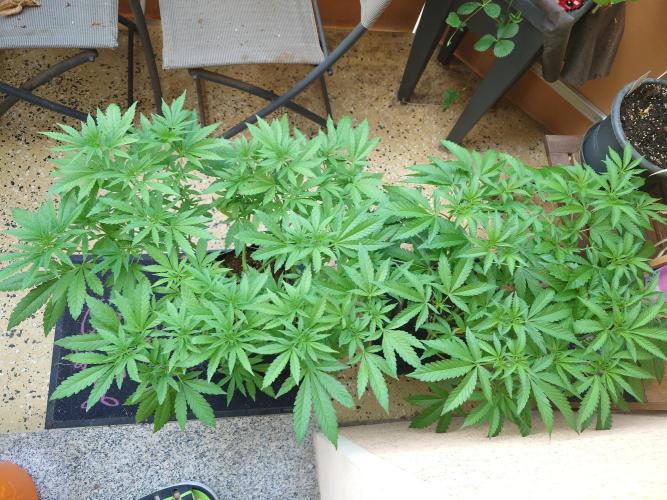 Radical Juice - Out and In. Week 9
