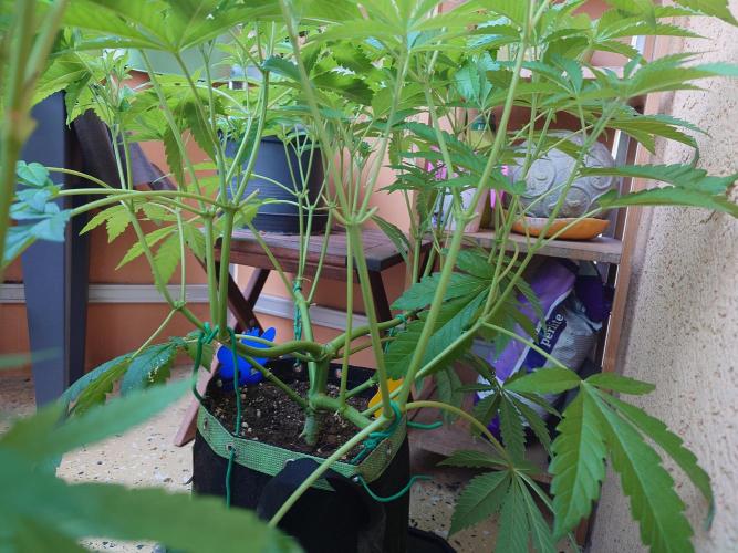 Radical Juice - Out and In. Week 9