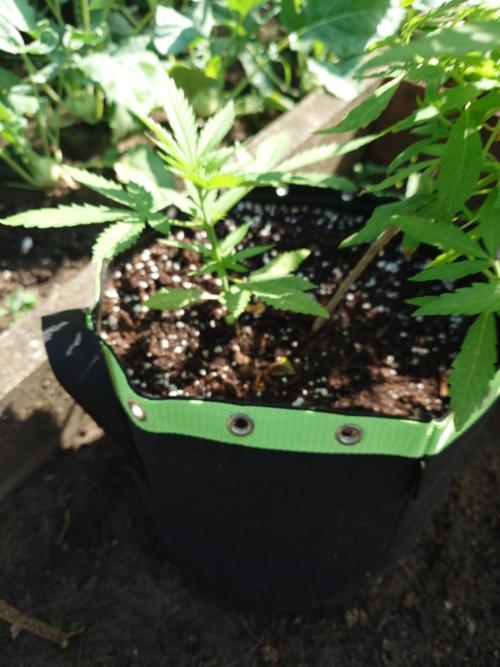 War of Plants - FatBan. vs. AppStrudel. Week 14