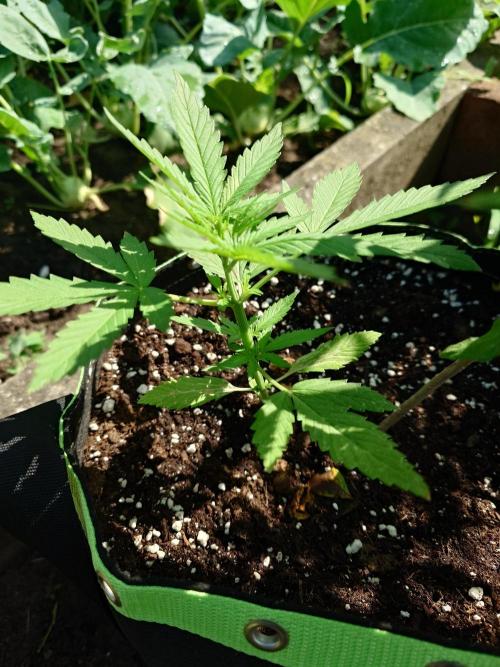 War of Plants - FatBan. vs. AppStrudel. Week 14