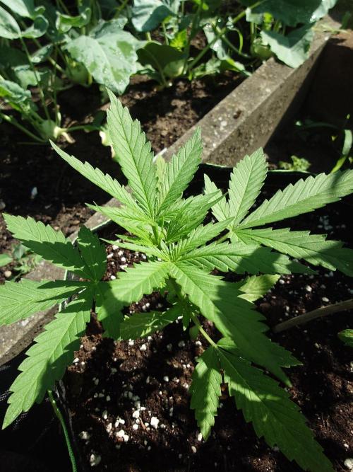 War of Plants - FatBan. vs. AppStrudel. Week 14