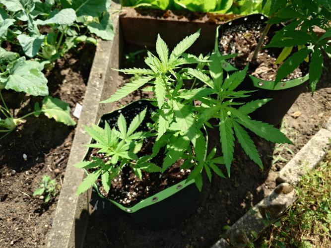 War of Plants - FatBan. vs. AppStrudel. Week 14