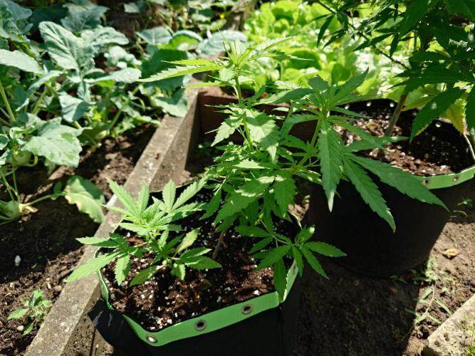 War of Plants - FatBan. vs. AppStrudel. Week 14