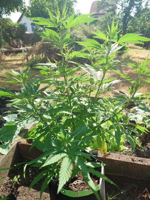 Granny´s Outdoor #2 - Somango. Week 14
