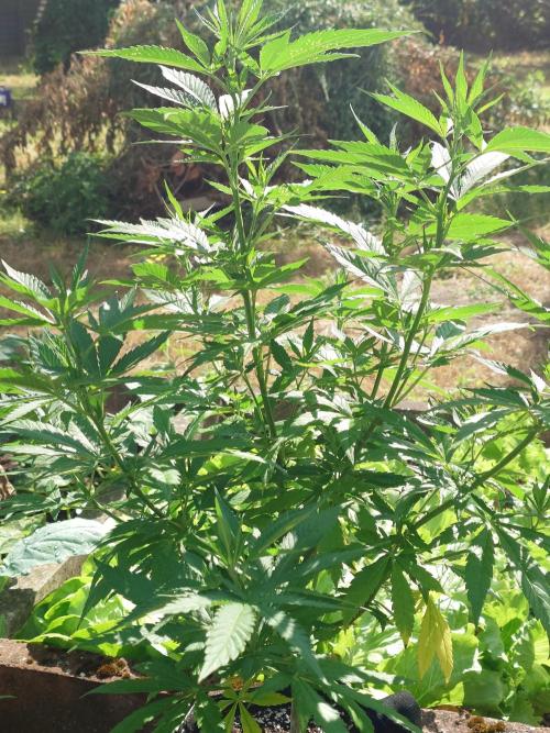 Granny´s Outdoor #2 - Somango. Week 14