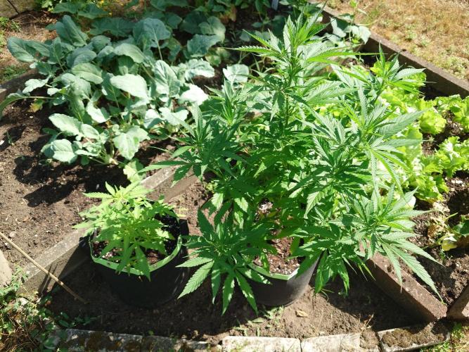 Granny´s Outdoor #2 - Somango. Week 14