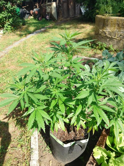 Granny´s Outdoor #2 - Somango. Week 14