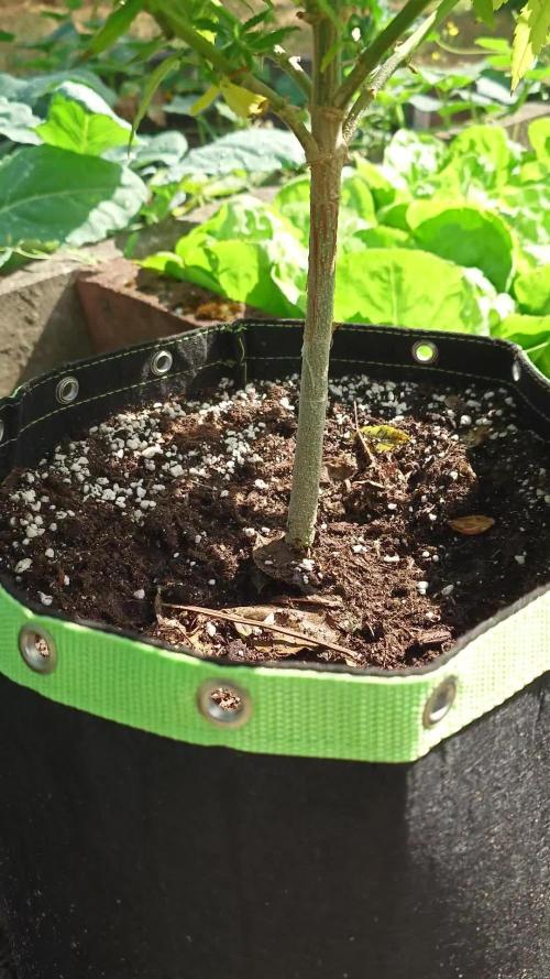 Granny´s Outdoor #2 - Somango