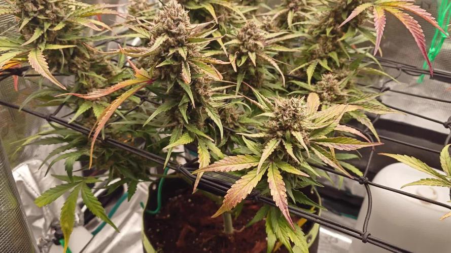 Guava Runtz - Indoor