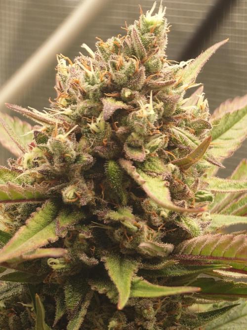 Guava Runtz - Indoor. Week 10