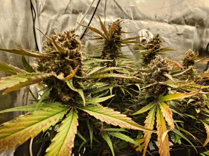 Guava Runtz - Indoor. Week 10