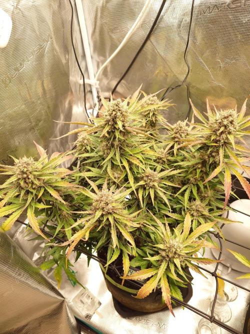 Guava Runtz - Indoor. Week 10