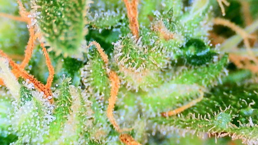 Guava Runtz - Indoor. Week 10