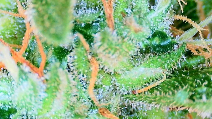 Guava Runtz - Indoor. Week 10
