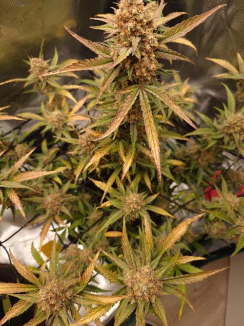 Guava Runtz - Indoor. Week 10