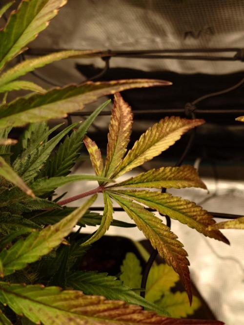 Guava Runtz - Indoor. Week 10