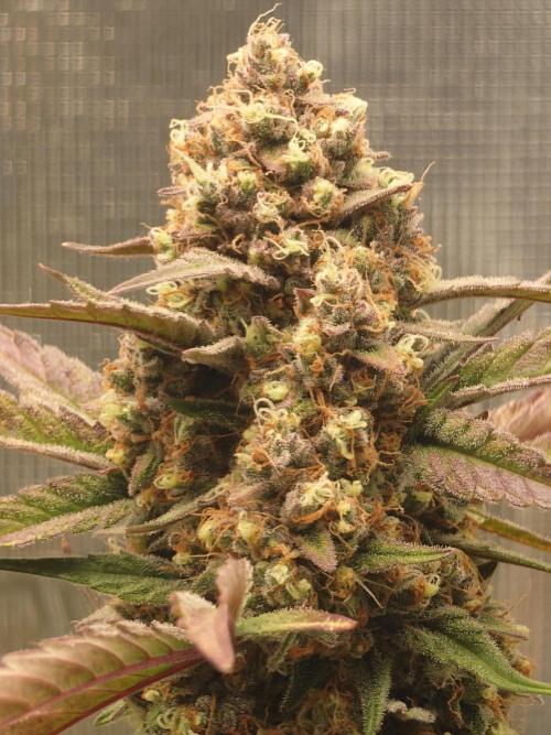Guava Sundae - Indoor Grow. Week 10
