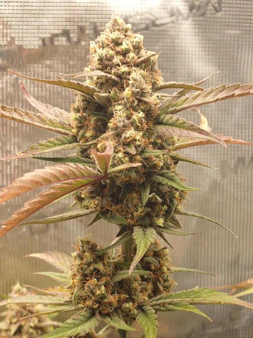 Guava Sundae - Indoor Grow. Week 10