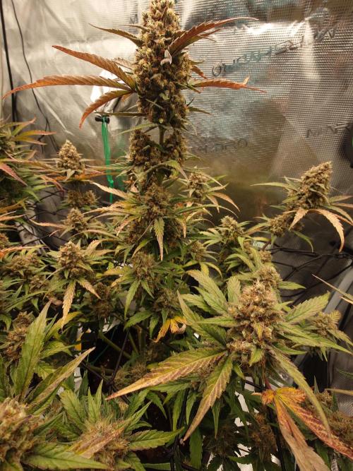 Guava Sundae - Indoor Grow. Week 10