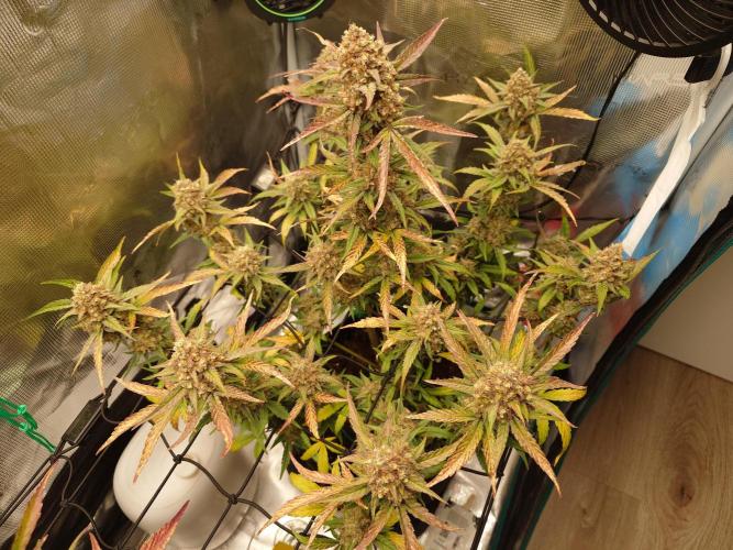 Guava Sundae - Indoor Grow. Week 10