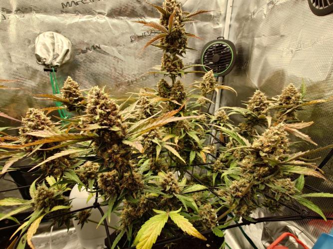 Guava Sundae - Indoor Grow. Week 10