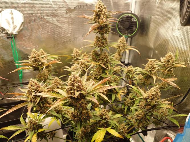 Guava Sundae - Indoor Grow. Week 10