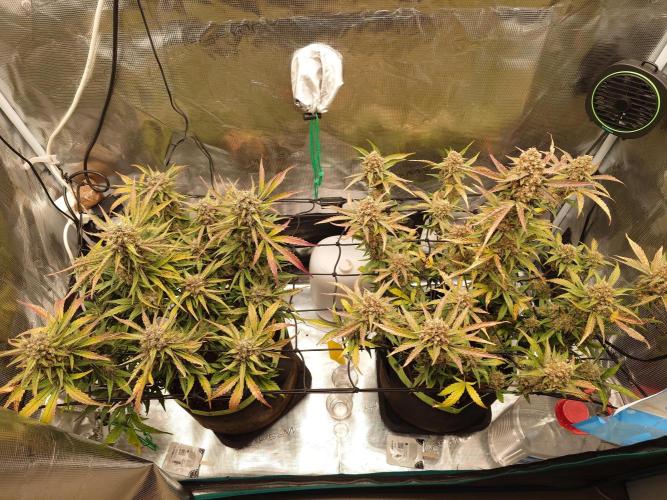 Guava Sundae - Indoor Grow. Week 10