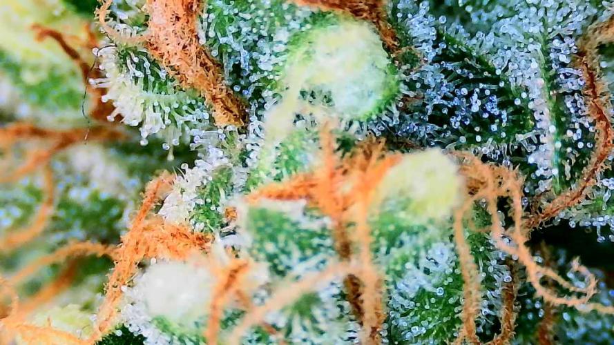Guava Sundae - Indoor Grow. Week 10
