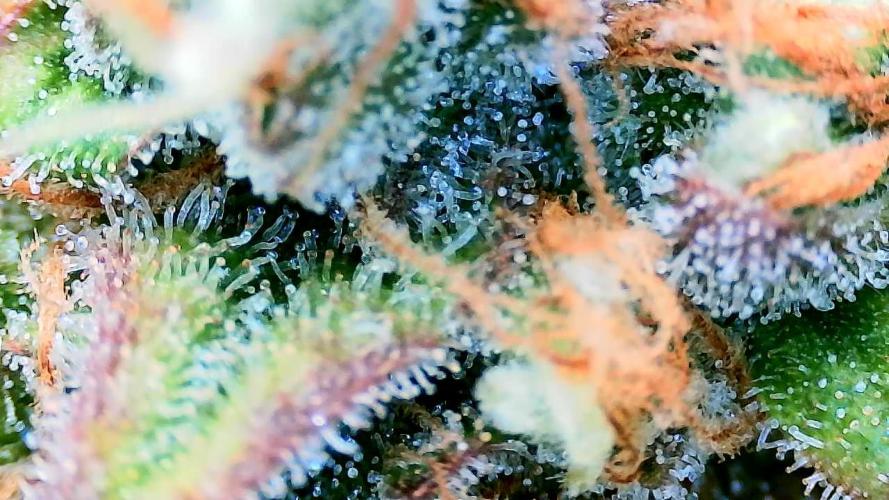 Guava Sundae - Indoor Grow. Week 10