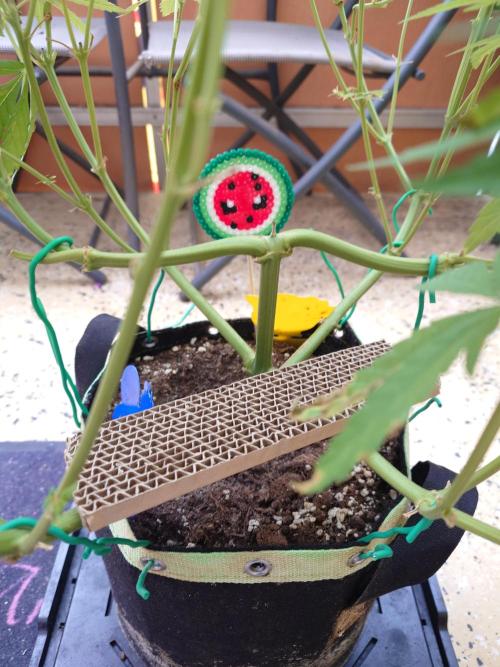 Watermelon - Out and In. Week 10