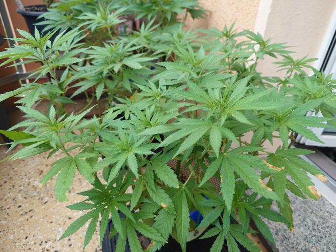 Watermelon - Out and In. Week 10