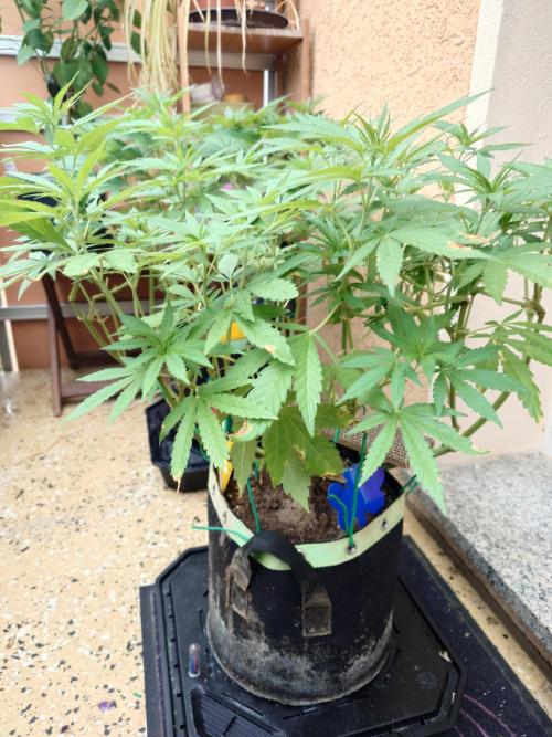 Watermelon - Out and In. Week 10