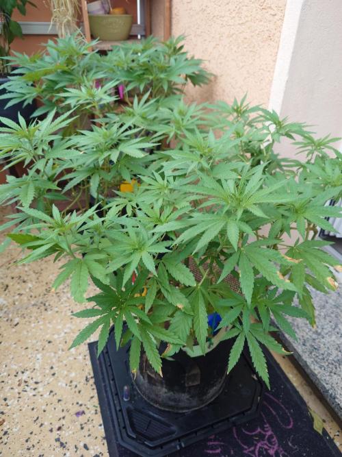 Watermelon - Out and In. Week 10