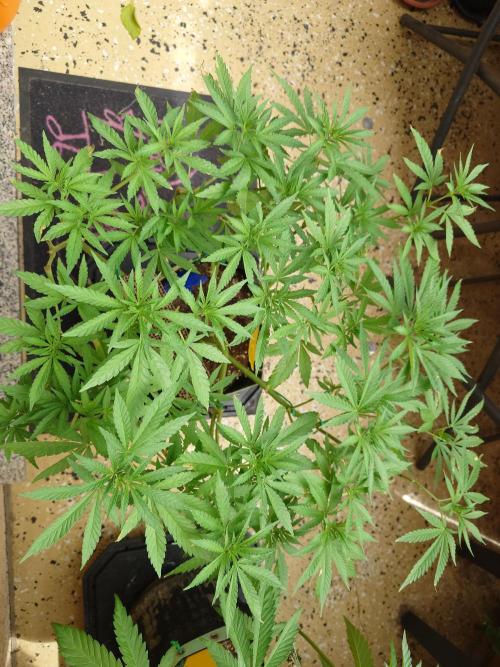 Watermelon - Out and In. Week 10