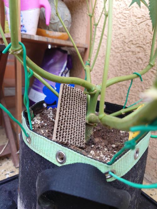 Radical Juice - Out and In. Week 10
