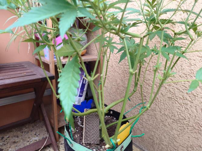 Radical Juice - Out and In. Week 10