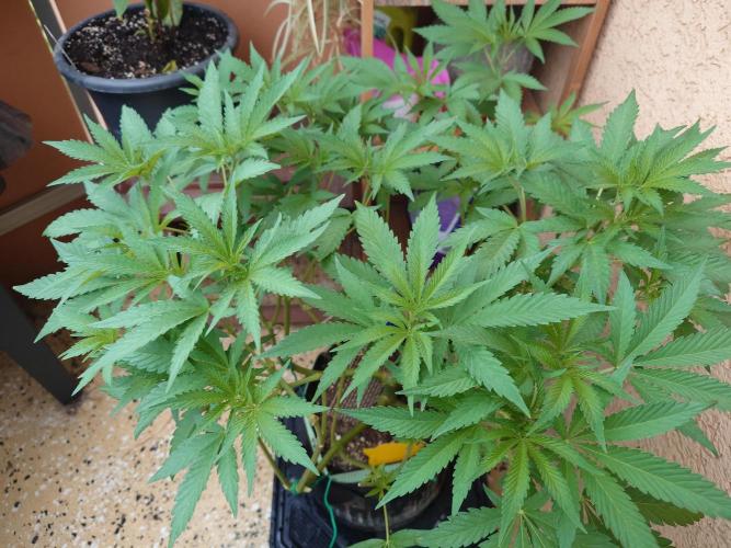 Radical Juice - Out and In. Week 10