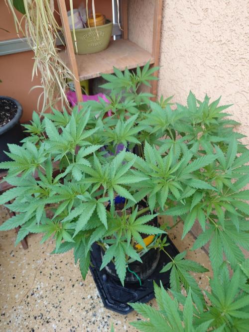 Radical Juice - Out and In. Week 10