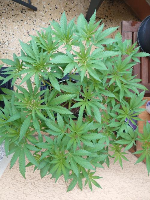 Radical Juice - Out and In. Week 10