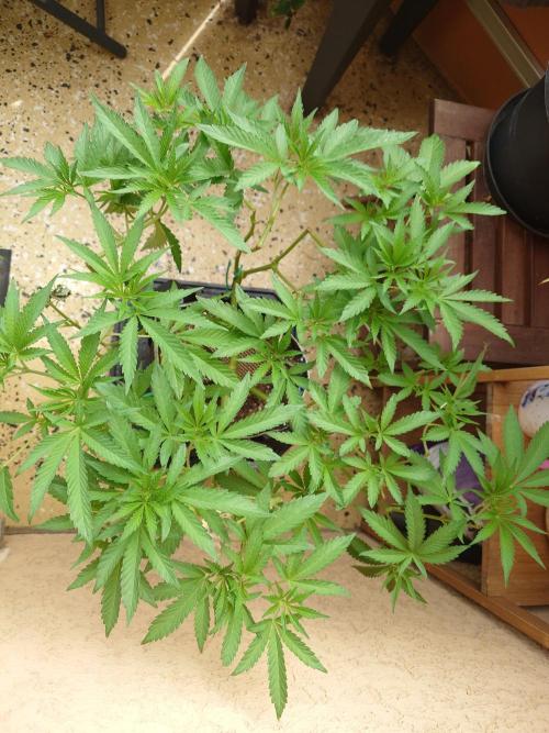 Radical Juice - Out and In. Week 10