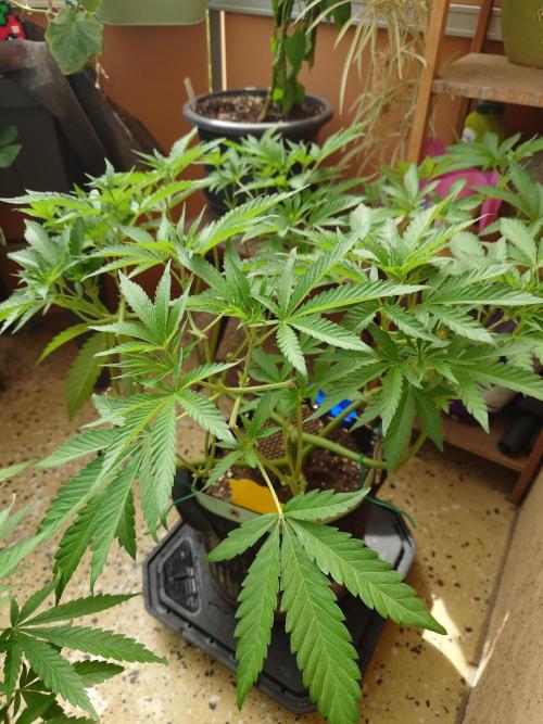 Radical Juice - Out and In. Week 10