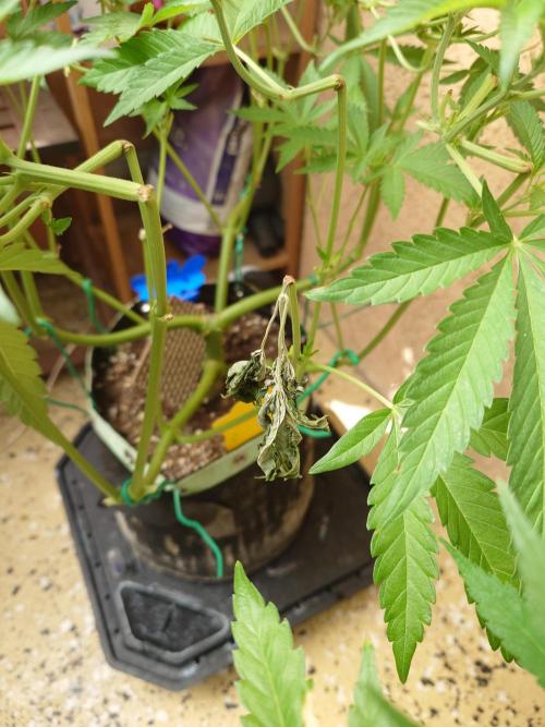 Radical Juice. Week 10