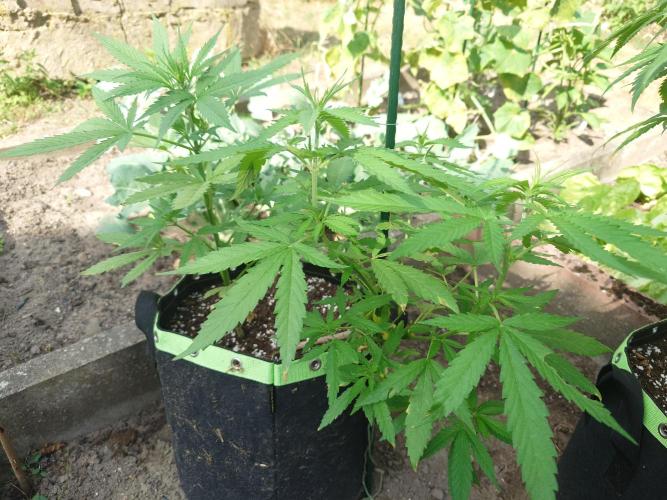 War of Plants - FatBan. vs. AppStrudel. Week 15