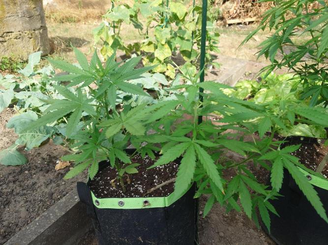 War of Plants - FatBan. vs. AppStrudel. Week 15