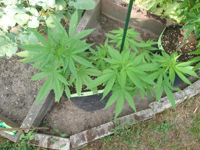 War of Plants - FatBan. vs. AppStrudel. Week 15