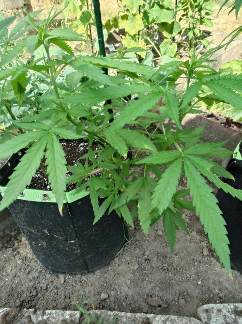 War of Plants - FatBan. vs. AppStrudel. Week 15