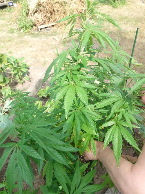 Granny´s Outdoor #2 - Somango. Week 15