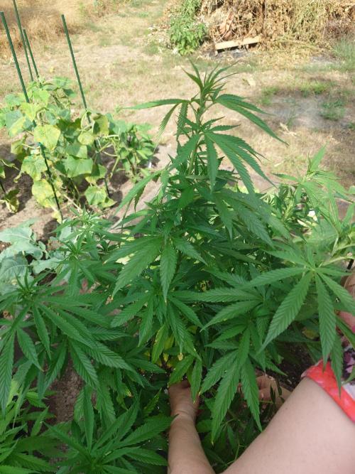 Granny´s Outdoor #2 - Somango. Week 15