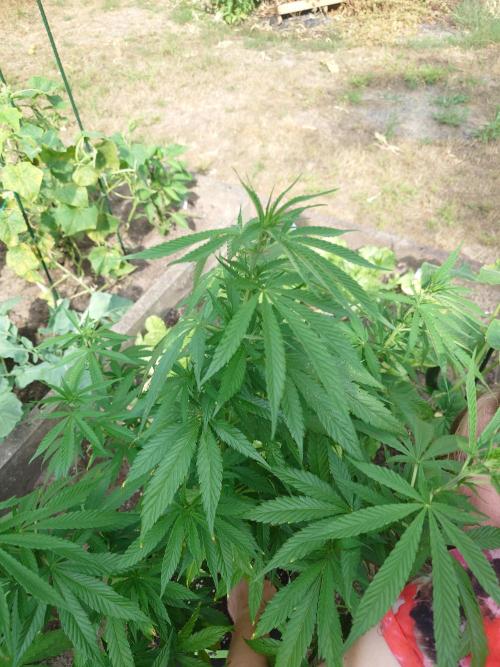 Granny´s Outdoor #2 - Somango. Week 15